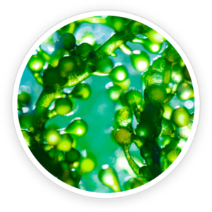 Chlorella Powder