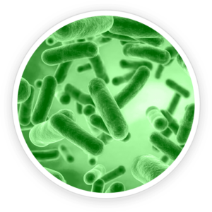 Bacillus Coagulans